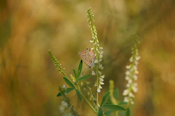 Πεταλούδα Άγρια Λουλούδια Φυσικό Περιβάλλον — Φωτογραφία Αρχείου