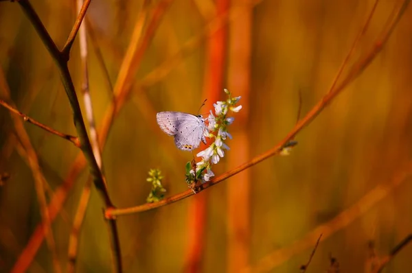 野生の花で蝶 自然背景 — ストック写真