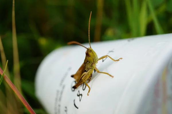 Eine Heuschrecke Auf Einem Plastikbecher Insekten Der Natur — Stockfoto