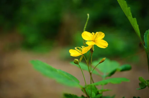 Fiore Giallo Sfondo Erba Verde — Foto Stock