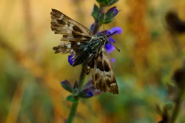 Yeşil Yapraklı Kelebek Doğadaki Böcekler — Stok fotoğraf