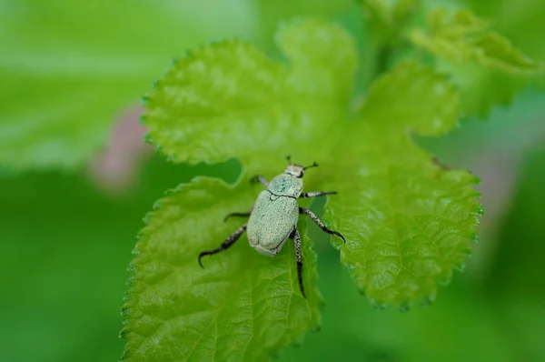 Käfer Auf Einem Grünen Blatt — Stockfoto