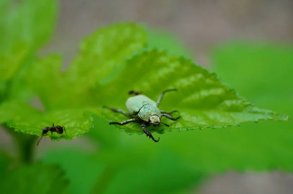 Kever Een Groen Blad — Stockfoto