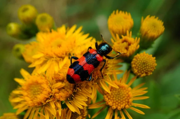 Escarabajo Rojo Flores Silvestres Insectos Naturaleza — Foto de Stock