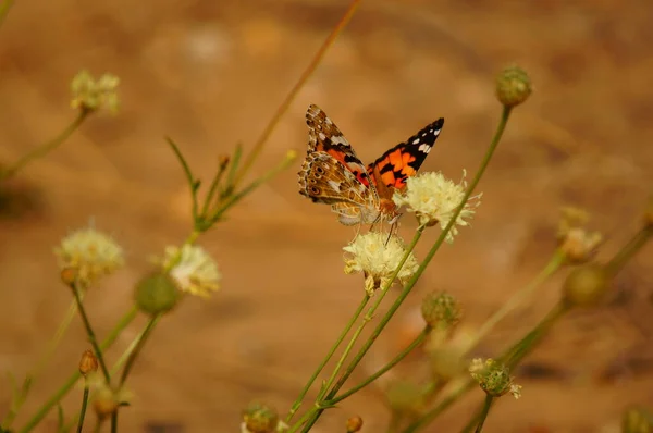 Beautiful Butterfly Field Colors — Stock Photo, Image