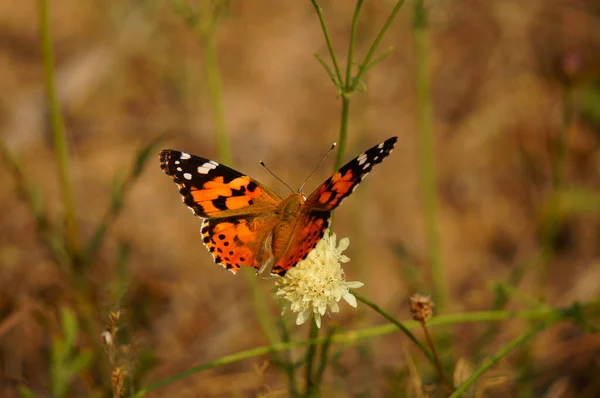 Gyönyörű Pillangó Színek Mezején — Stock Fotó