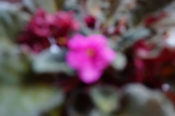 Blurred background. Pink home flowers close-up.
