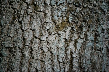 Ağaç kabuğu yakın plan. Arkaplan resmi.