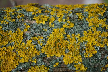 Ağaç kabuğu yakın plan. Dokular ve arka planlar. Ağaçtaki sarı liken.