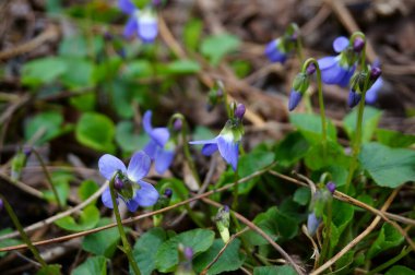 Mavi çiçekli tarla çiçeği. Doğal arkaplan.
