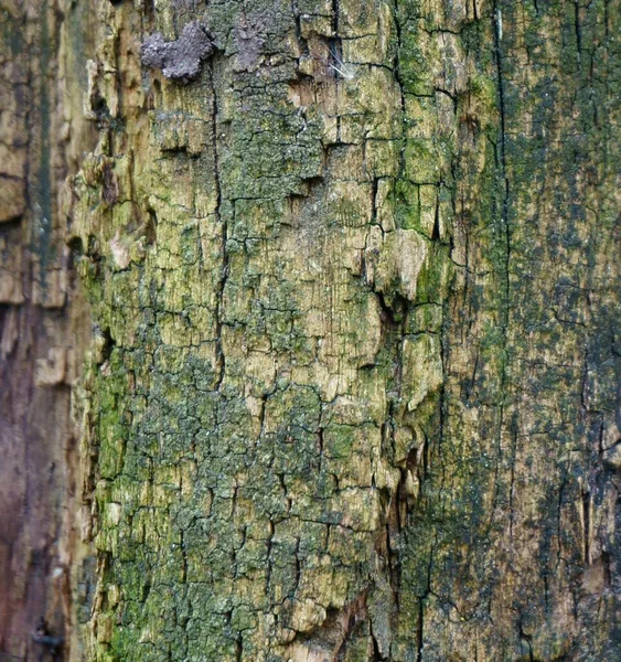 Gros Plan Sur Écorce Des Arbres Image Fond — Photo