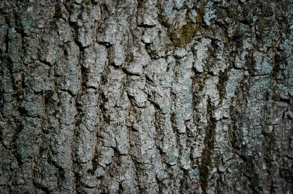 Zblízka Kůra Stromu Obrázek Pozadí — Stock fotografie