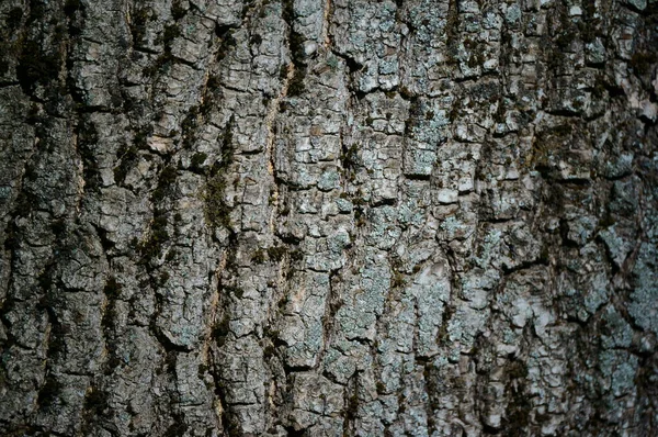 Zblízka Kůra Stromu Obrázek Pozadí — Stock fotografie