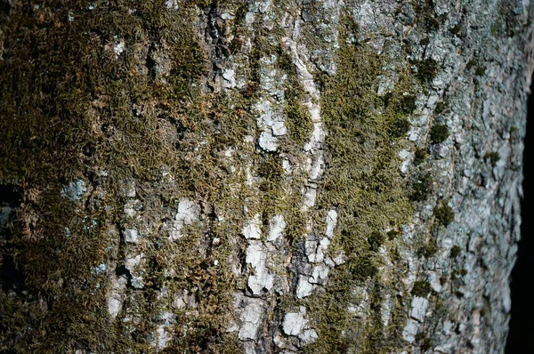 Træbark Tæt Baggrundsbillede - Stock-foto