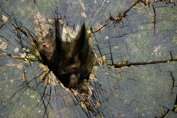 Zbliżenie Kory Drzewa Obraz Tła — Zdjęcie stockowe