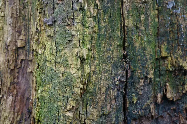 Corteza Árbol Cerca Imagen Fondo — Foto de Stock