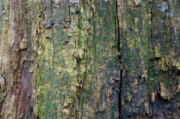 木の樹皮のクローズアップ 背景画像 — ストック写真