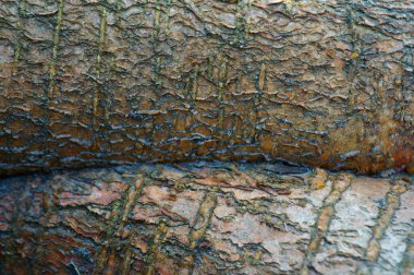 Ağaç kabuğu yakın plan. Arkaplan resmi.