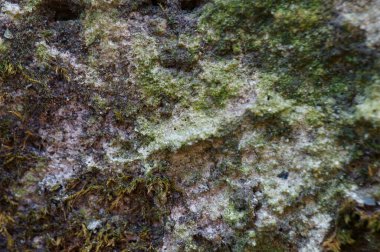 Yeşil yosun kaplı taş. Arkaplan resmi.