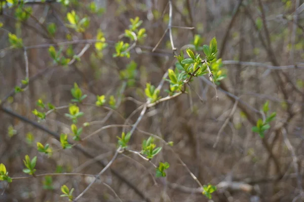Blätter Eines Baumes Frühling Hintergrundbild — Stockfoto