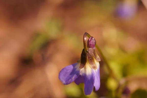 Blå Blommande Fält Blomma Naturlig Bakgrund — Stockfoto