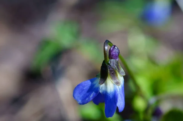 Blauwe Bloeiende Veldbloem Natuurlijke Achtergrond — Stockfoto