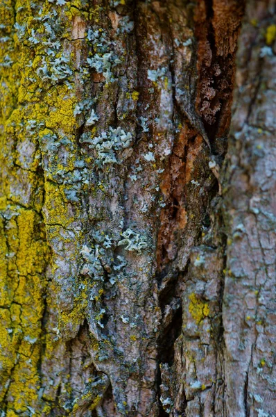 Γάβγισε Από Κοντά Υφές Και Υπόβαθρα Κίτρινη Λειχήνα Δέντρο — Φωτογραφία Αρχείου