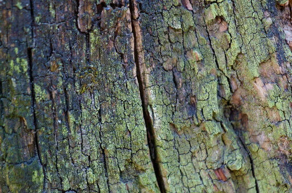Casca Árvore Close Imagem Fundo — Fotografia de Stock