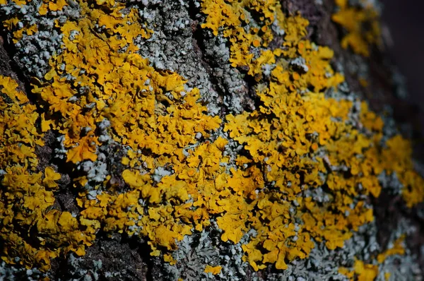Ağaç kabuğu yakın plan. Dokular ve arka planlar. Ağaçtaki sarı liken.