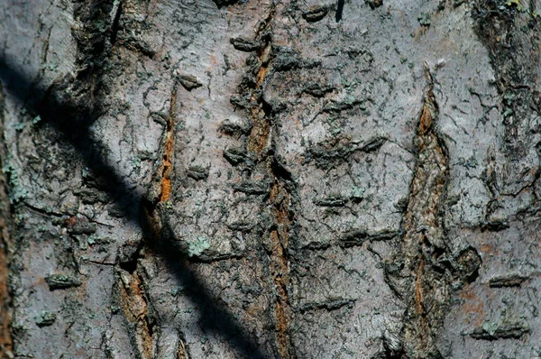Zbliżenie Kory Drzewa Obraz Tła — Zdjęcie stockowe