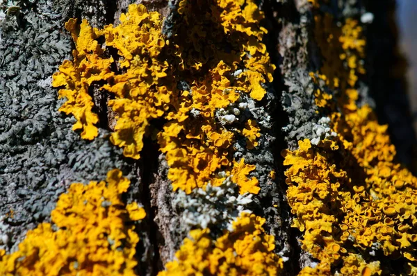 Zblízka Kůra Stromu Textury Zázemí Žlutý Lišejník Stromě — Stock fotografie