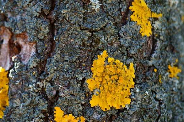 Zblízka Kůra Stromu Textury Zázemí Žlutý Lišejník Stromě — Stock fotografie