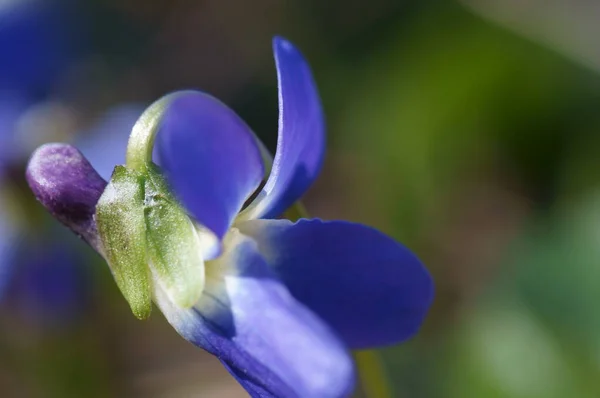 Blå Blommande Fält Blomma Naturlig Bakgrund — Stockfoto