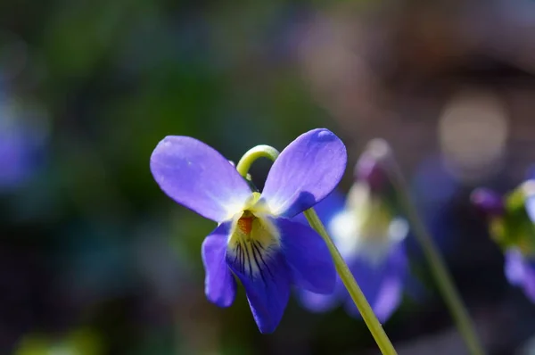 Blå Blommande Fält Blomma Naturlig Bakgrund — Stockfoto