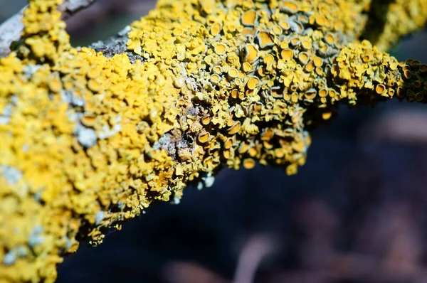 Zblízka Kůra Stromu Textury Zázemí Žlutý Lišejník Stromě — Stock fotografie