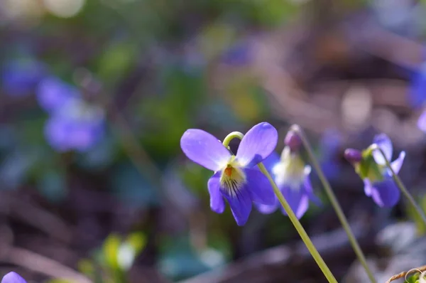 Blå Blommande Fält Blomma Naturlig Bakgrund — Stockfoto