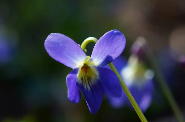 Blå Blommande Fält Blomma Naturlig Bakgrund — Stockfoto