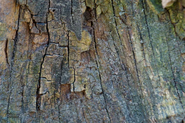 Zblízka Kůra Stromu Obrázek Pozadí — Stock fotografie