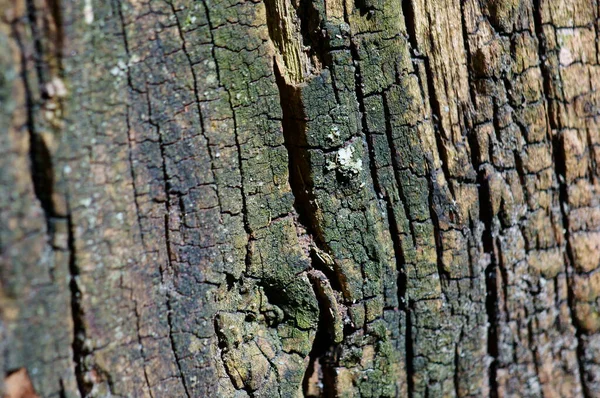 Tree Bark Close Background Image — Stock Photo, Image