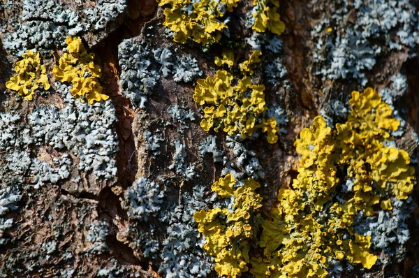Corteza Árbol Cerca Texturas Fondos Liquen Amarillo Árbol — Foto de Stock