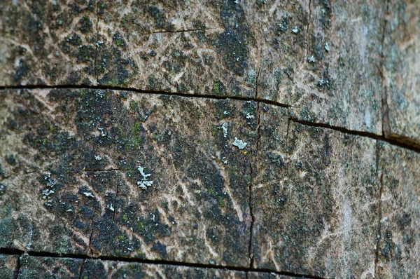 Baumrinde Aus Nächster Nähe Hintergrundbild — Stockfoto