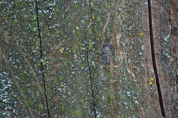 Gros Plan Sur Écorce Des Arbres Image Fond — Photo