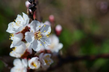Kiraz çiçeği dalı. Bahar geliyor..
