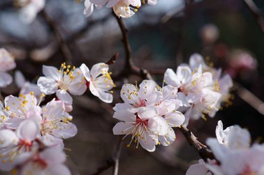 Kiraz çiçeği dalı. Bahar geliyor..