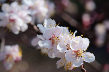 Kiraz çiçeği dalı. Bahar geliyor..