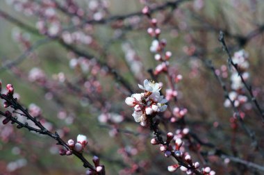 Kiraz çiçeği dalı. Bahar geliyor..