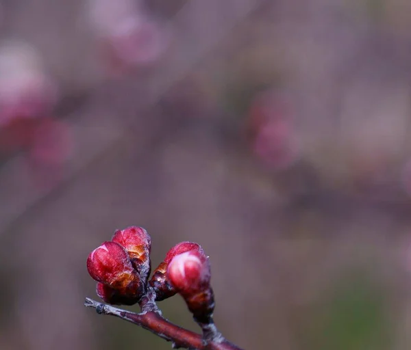 Cseresznyevirág Tavasz Közeledte — Stock Fotó