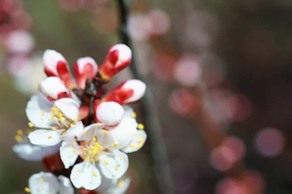 벚꽃가지 — 스톡 사진