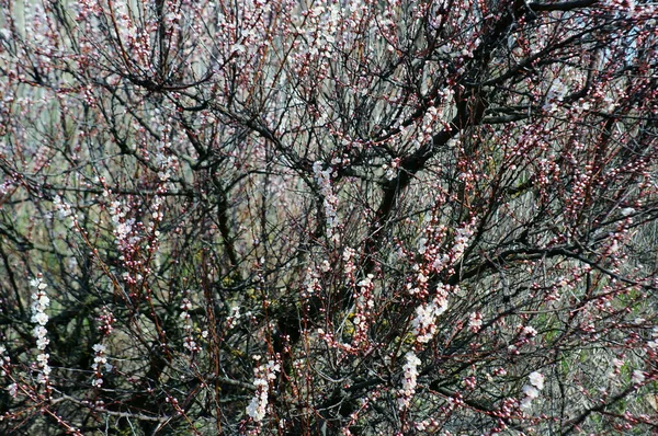 Cherry Blossom Branch Coming Spring — Stock Photo, Image