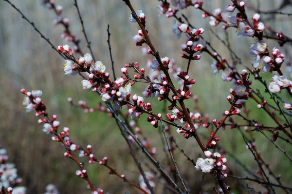 Rama Flores Cerezo Llegada Primavera — Foto de Stock